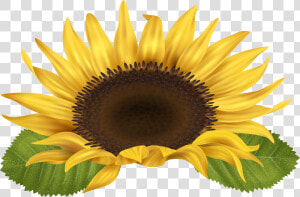 Sunflower Clip Art Image Gallery High quality Transparent   Free Clip Art Sunflower  HD Png Download