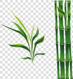 Bamboo Bamboe Drawing   Cartoon Bamboo Png  Transparent Png