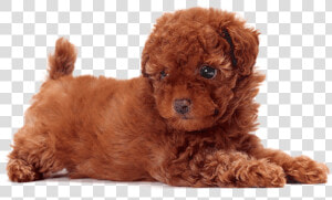 Free Png Download Cute Dogs That Dont Shed Png Images   Toy Poodle Dog Breeds  Transparent Png