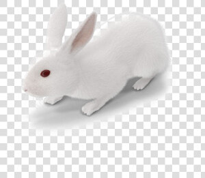 White Rabbit Png   White Rabbit Images Png  Transparent Png