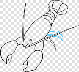 Collection Of Free Drawing   Draw Lobster  HD Png Download