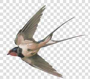 Swallow Png   Swallow Bird Transparent Background  Png Download