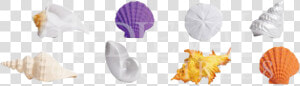 Seashells Toobs  HD Png Download