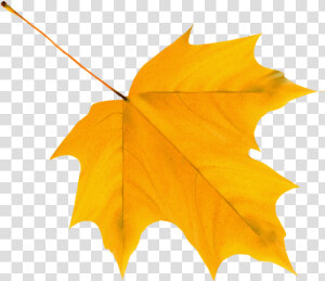 Download Yellow Autumn Leaf Clipart Png Photo   Yellow Autumn Leaf Clipart  Transparent Png