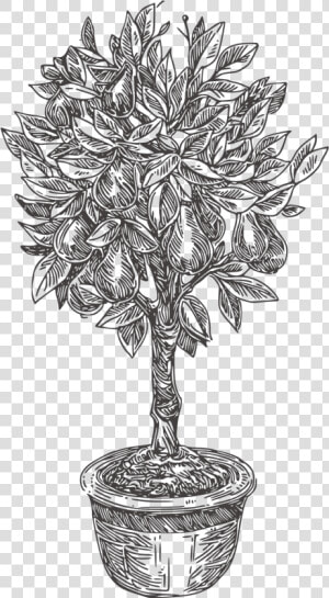 Pear tree   Houseplant  HD Png Download