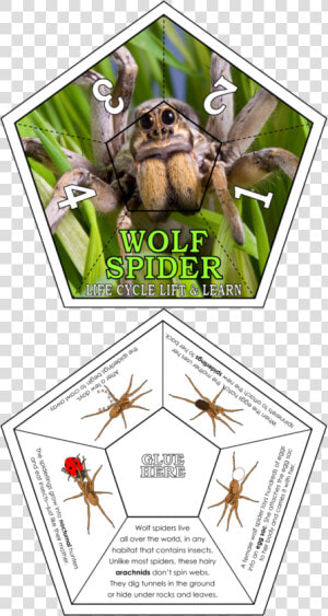 Photogenic Spiders  HD Png Download