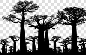 Forest  Trees  Silhouette  Baobab  Africa  Tree   Avenue Of The Baobabs  HD Png Download