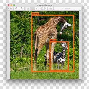 Giraffes And Zebras Together  HD Png Download