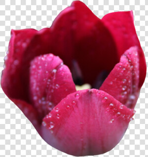 Tulipa Humilis  HD Png Download