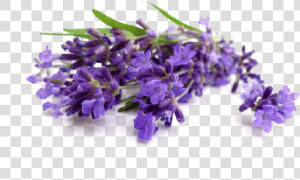 81  Lavender  Png V   Lavender Water On Face  Transparent Png