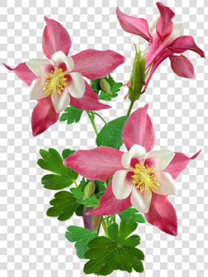 Colorado Blue Columbine  HD Png Download