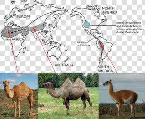 Evolution Of Camels And Llamas   Png Download   Geographical Evidence For Evolution  Transparent Png