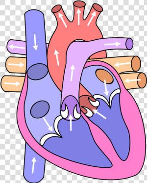 Heart Diagram Clipart   Circulatory System Heart Drawing  HD Png Download