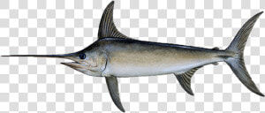 Swordfish Png  Transparent Png