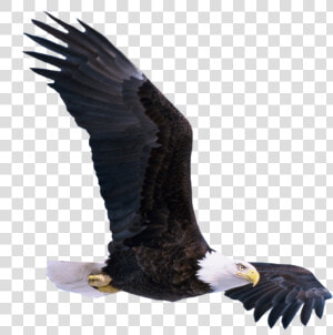 Transparent Soaring Eagle Clipart Black And White   Birds Png Hd New Picsart  Png Download