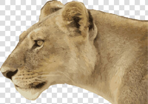 Lioness  Animal  Wild  Wildlife  Predator  Cat  Jungle   Female Lion Side View  HD Png Download