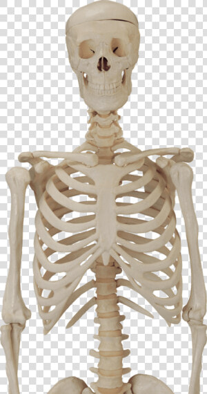 Skeleton skull   Skeleton Body Transparent Background  HD Png Download