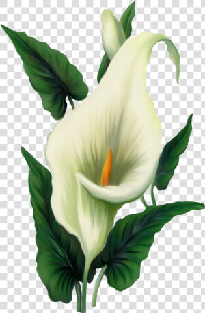 Calla Lily Png Picture  Transparent Png