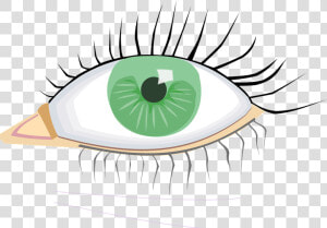 Eye  Green  Organ  Human Body  Eye Lashes  Black  Young   External Body Parts Eye  HD Png Download