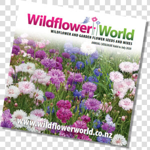 Wildflower Annual Catalogue Cover 2019   Chrysanths  HD Png Download