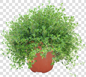 Flowerpot  HD Png Download