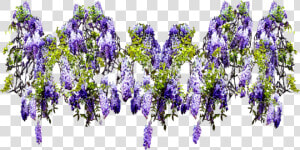 Flower Png Climbing Wide   Wisteria Png  Transparent Png