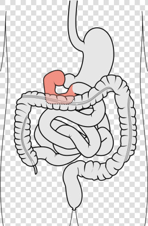 Transparent Small Intestine Png   12 Fingertarmen  Png Download