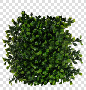 Bush Png Transparent   Bush Top View Png  Png Download