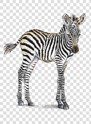 Clip Art Home Header Zebra Petaluma   Baby Zebra Transparent Background  HD Png Download