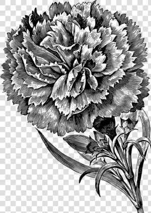 Carnation   Carnation Flower Black And White  HD Png Download