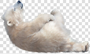 Polar Bear Png Image File   Transparent Polar Bear Png  Png Download