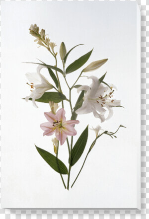 Oleander  HD Png Download