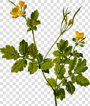 Plant flower leaf   Chelidonium Majus  HD Png Download