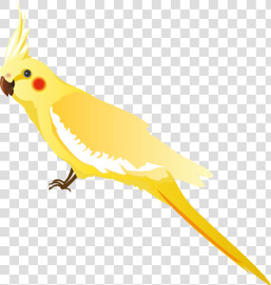 Yellow Parrot Png Clipart   Png Transparent Yellow Parrot  Png Download