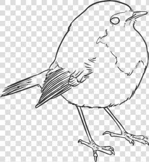 Bird  Lineart  Lines  Drawing  Nature  Artwork  Outline   Robin Bird Line Drawing  HD Png Download