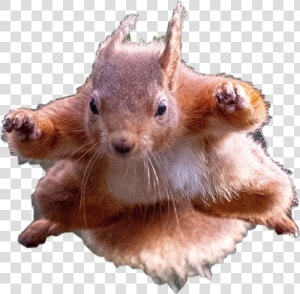  flying  squirrel  petsandanimals  remixit  freetoedit   Squirrels Doing Superhero Poses  HD Png Download