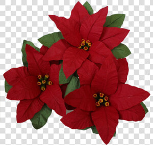 Poinsettia  HD Png Download