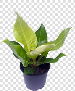 Flowerpot  HD Png Download