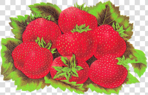 Fruit Strawberry Digital Download Image   Strawberry  HD Png Download