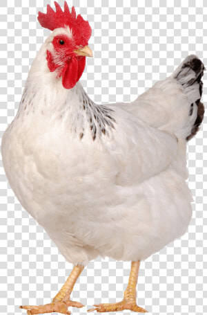 Liver Tonic In Poultry   Chicken White Png  Transparent Png