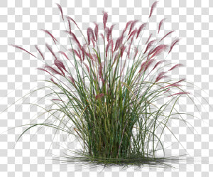 Transparent Ornamental Grass Png  Png Download