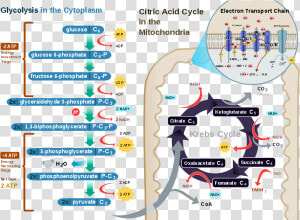 Transparent Photosynthesis Png   Redox Reaction In Human Body  Png Download