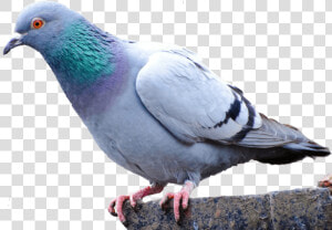 Pigeon Png   Pigeon On Transparent Background  Png Download