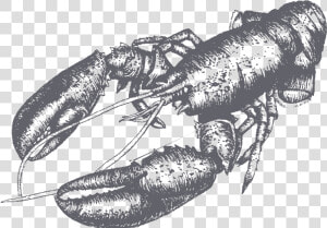 Decorative Lobster Picture   American Lobster  HD Png Download