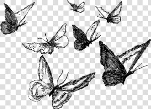 Clipart Black And White Ankle Drawing Pencil   Butterfly Pencil Drawing Png  Transparent Png