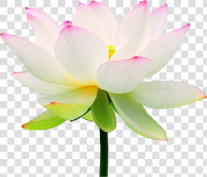 Clip Art Lotus Flower Wallpaper   Lotus Flower  HD Png Download