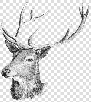 Deer Head Png Free Download   Deer Head Deer Transparent Background  Png Download