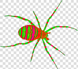 Orb weaver Spider  HD Png Download