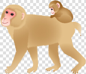 White headed Capuchin  HD Png Download