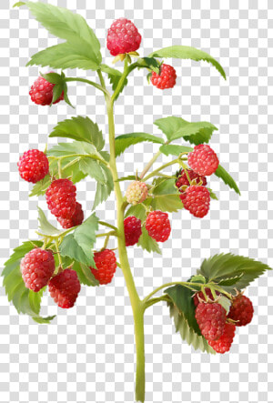 Strawberry Plant Png   Png Download   Raspberry Plant Png  Transparent Png